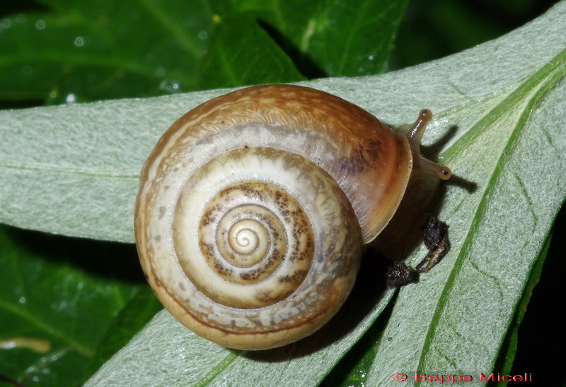 Cepaea nemoralis etrusca e altre